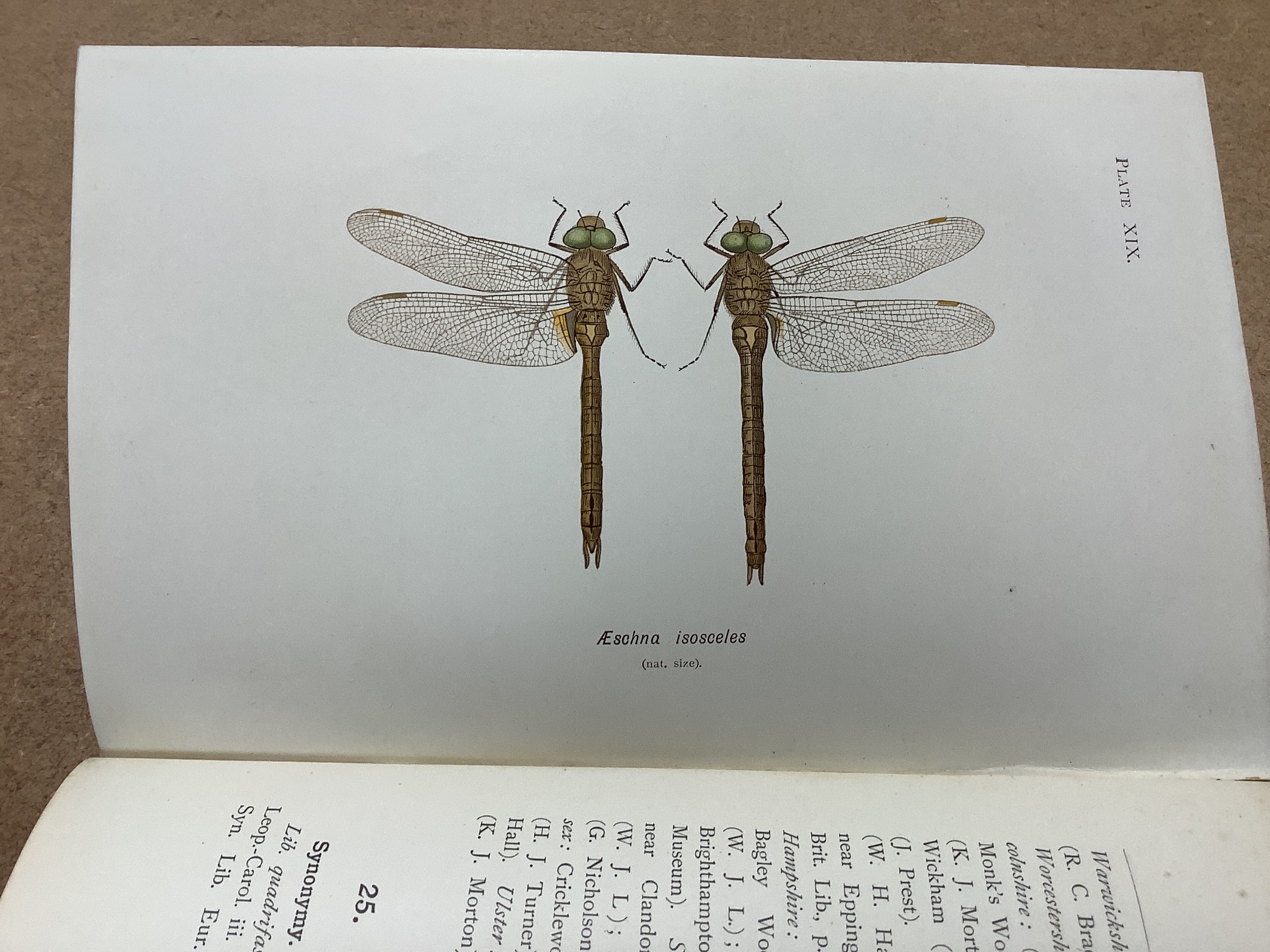 Lucas, William, John - British Dragonflies: (Odonata), 8vo, cloth, L. Upcott Gill, London, 1900 and Tillyard, Robert, John - The Biology of Dragonflies, 8vo, cloth, scuffed, spines bumped, Cambridge University Press, 191